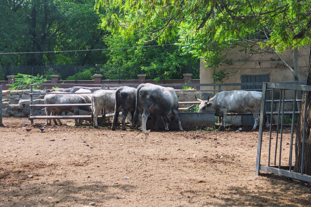 Зоопарк в центре Одессы