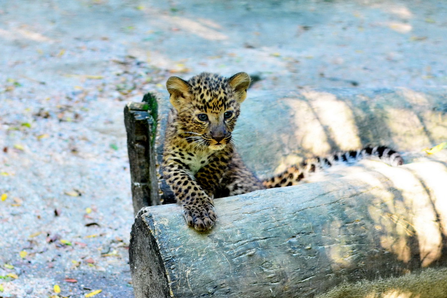 Маленький леопард в зоопарке