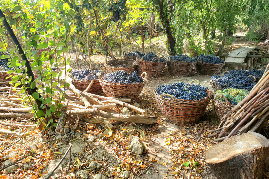 Виноград Новак, выращиваемый в Вилково