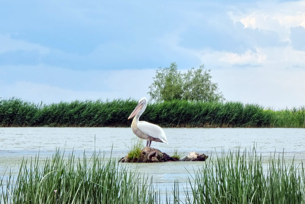 Пеликан на территории Дунайского заповедника
