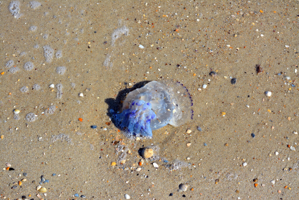 Медузы на Черном море, которые могут помешать отдыху